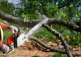 Best Tree Mulching  in Forest, MS